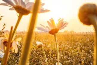 Flowers on a field